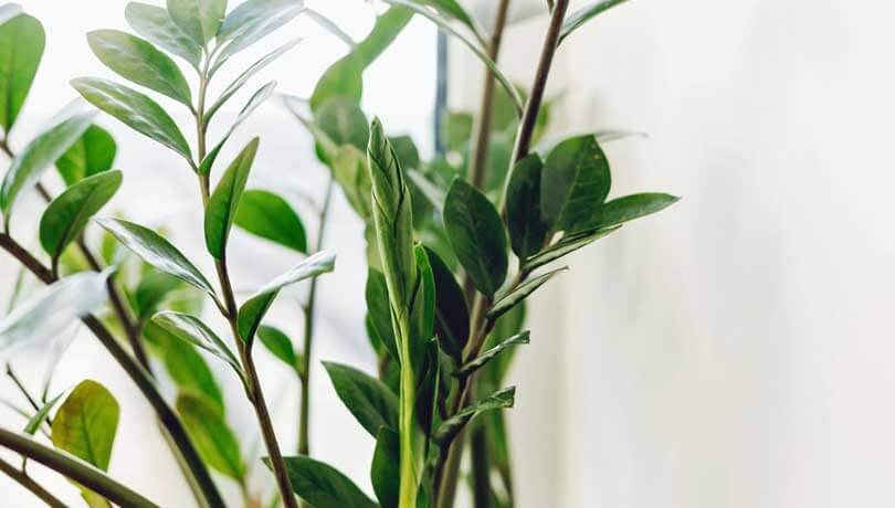 Planter hjælper hospitalspatienter til hurtigere heling med medicin